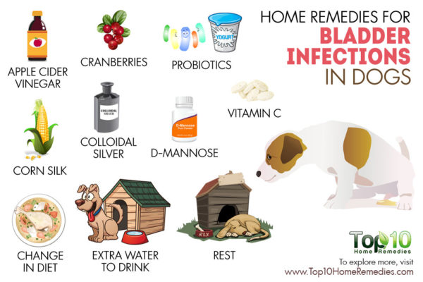 home remedies for bladder infection in dogs
