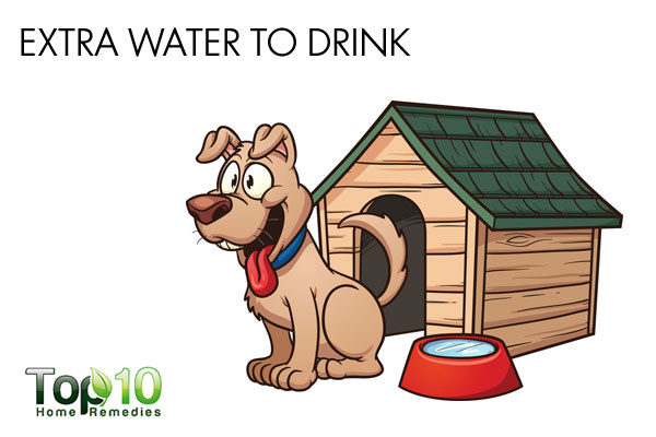 give extra water to your dog