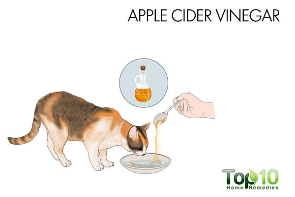 apple cider vinegar for cystitis in cats