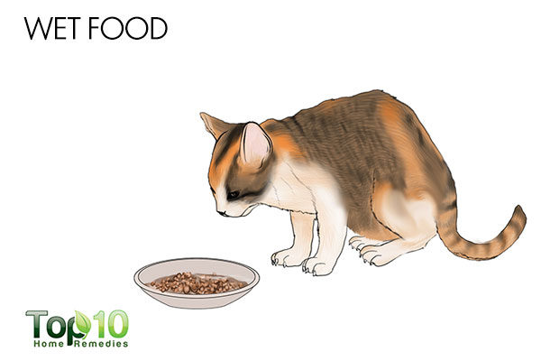 give wet ct food for cystitis