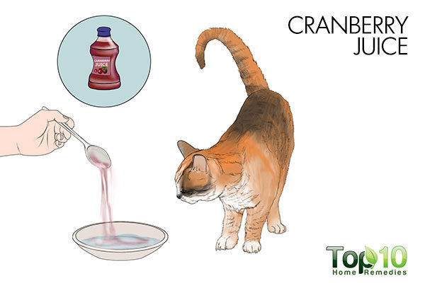 cranberry juice for cystitis in cats
