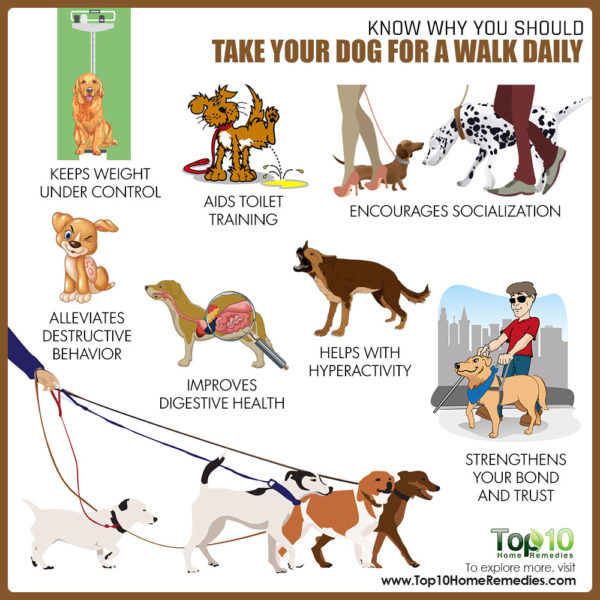 How a Daily Walk Will Improve Your Dog’s Health and Behavior