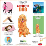 How to Help an Arthritic Dog