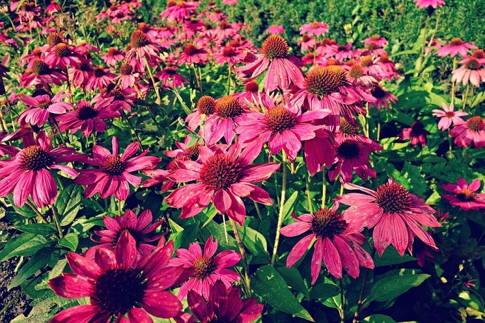 echinacea flowers