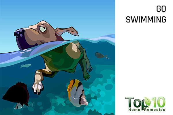 go swimming with your dog