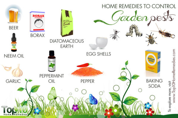home remedies to control garden pests