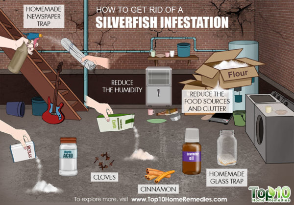 how to get rid of silverfish infestation