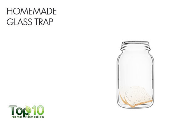 homemade glass trap to remove silverfish infestation