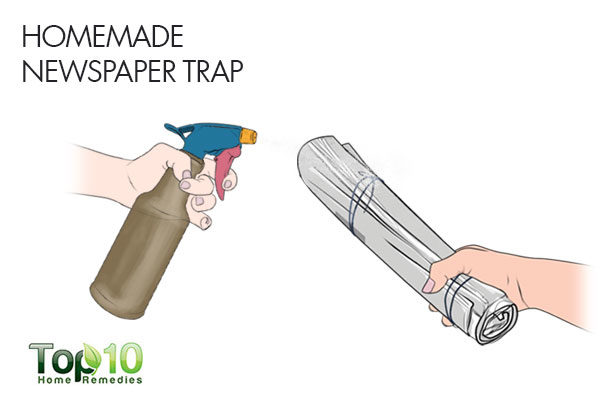 homemade newspaper trap to reduce silverfish infestation